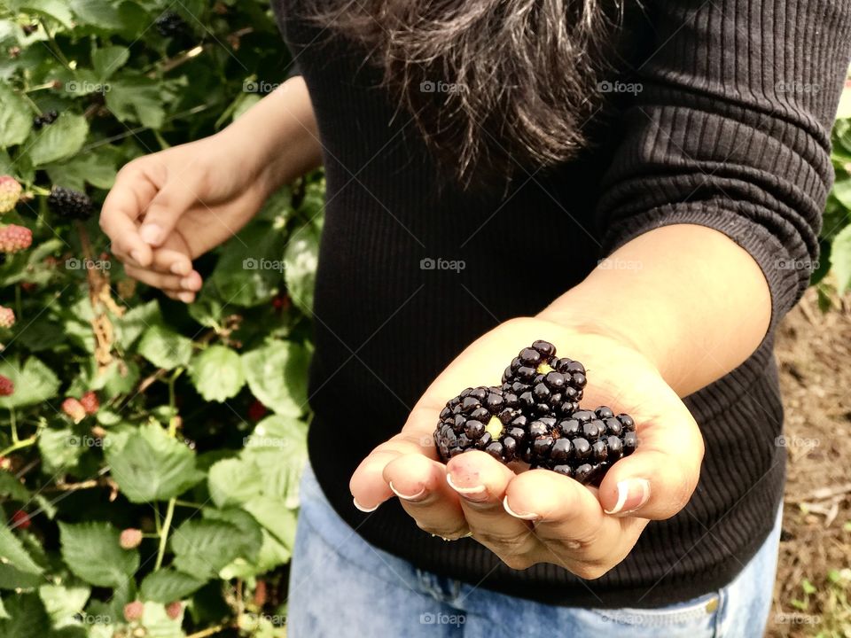 Blackberries in the hand 