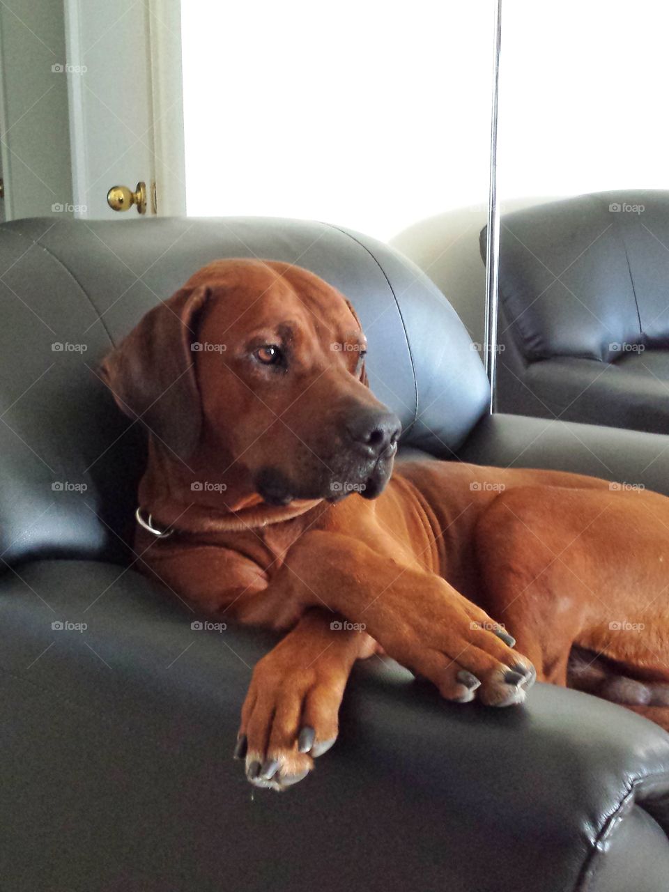 Sight Hounds are stubborn and really into relaxing comfortably