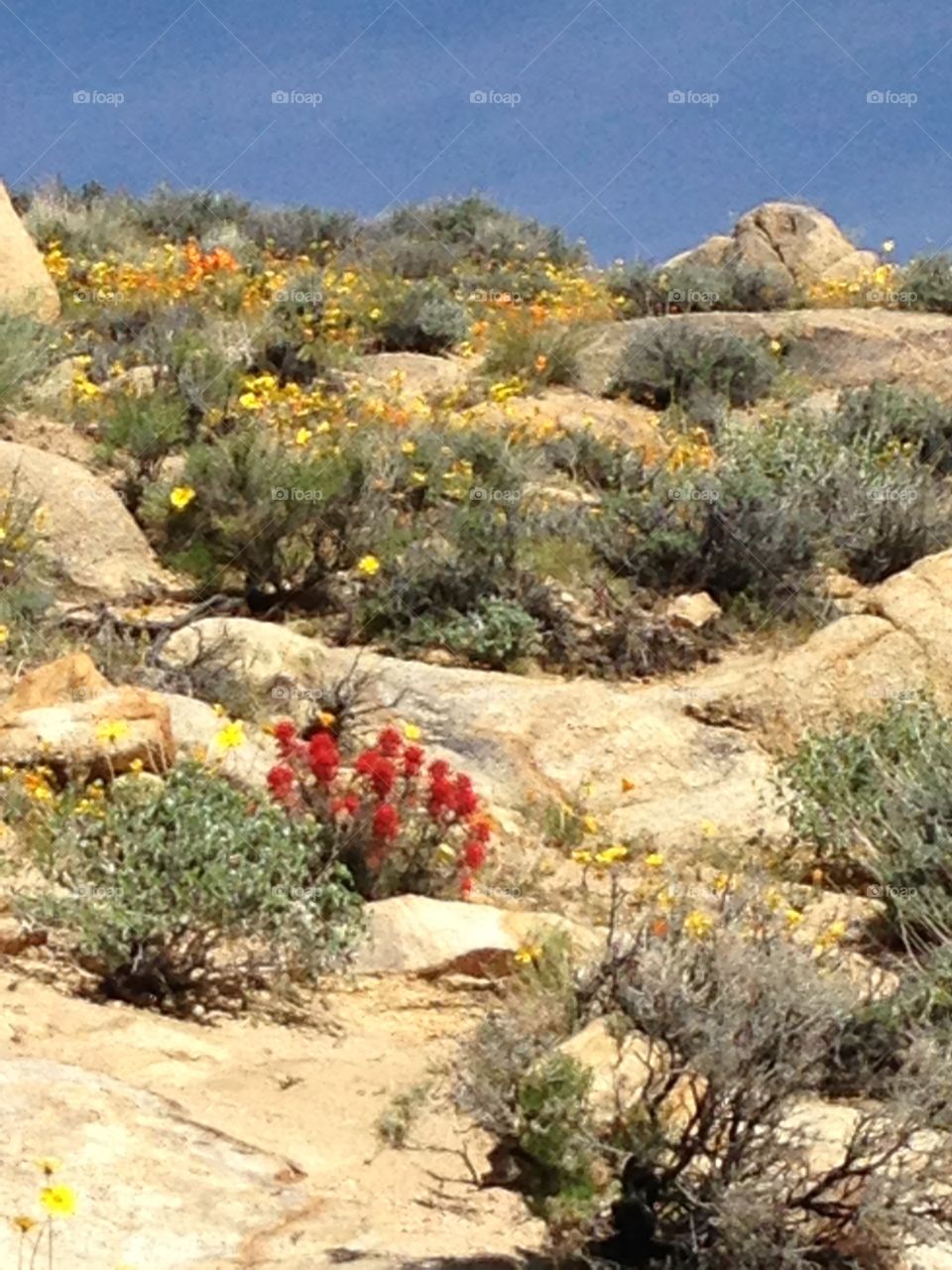 Indian Paint Brush