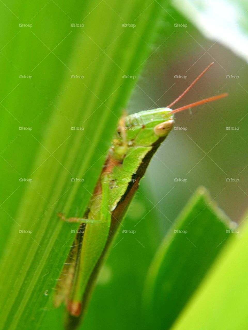 Close up of  grasshopper