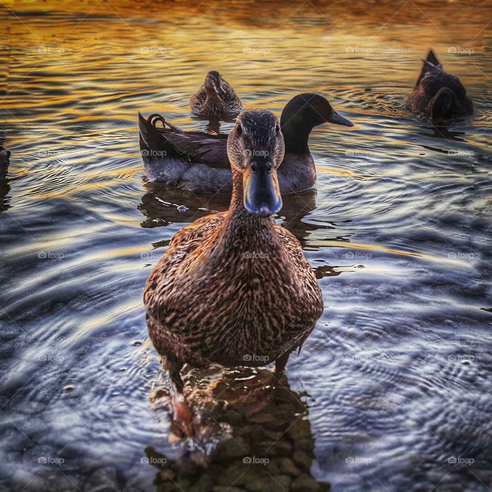 Female ducks swimming in lake
