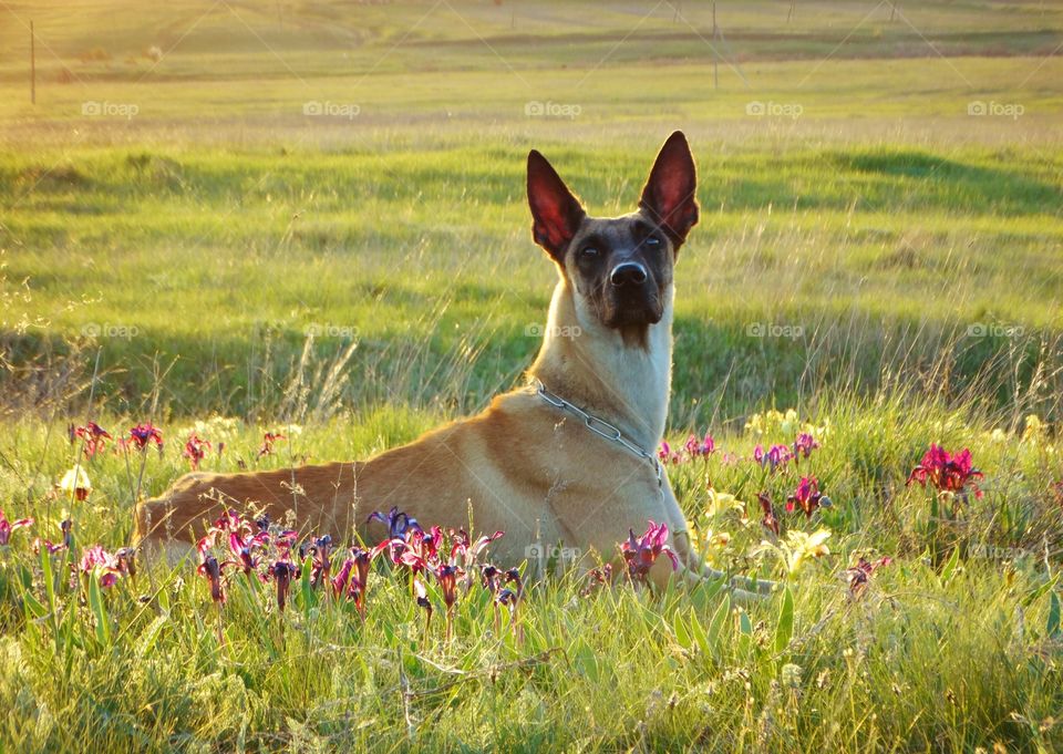 Dog shepherd malinois