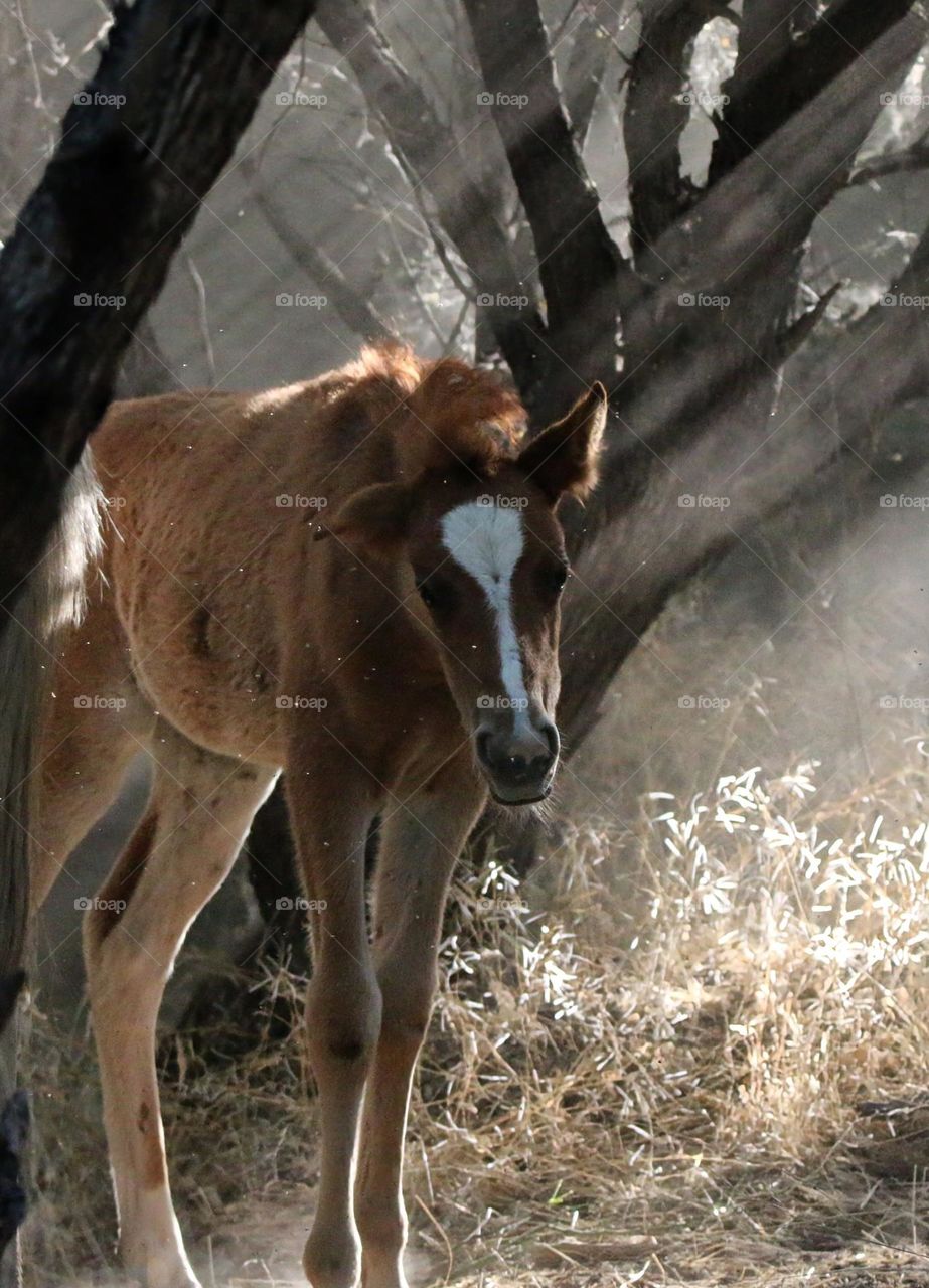 Salt River Wild Horse Filly