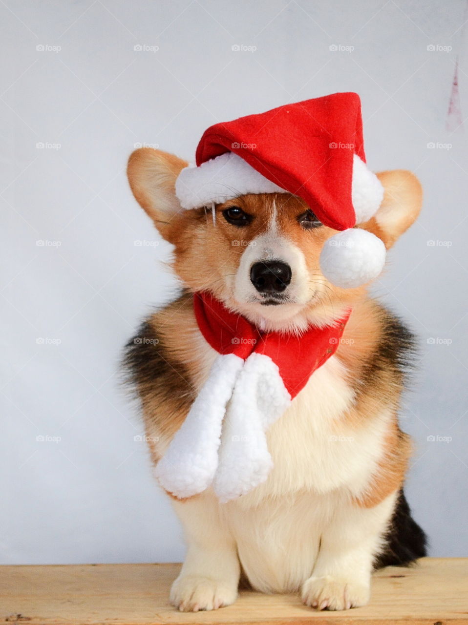 Cute dog in santa hat