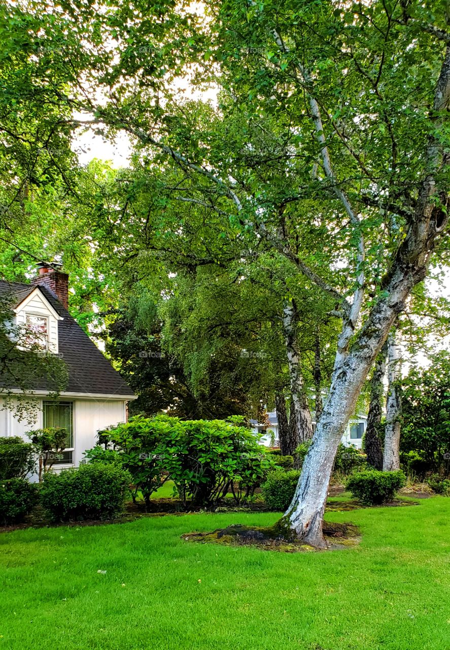 Lush Oregon Landscaping