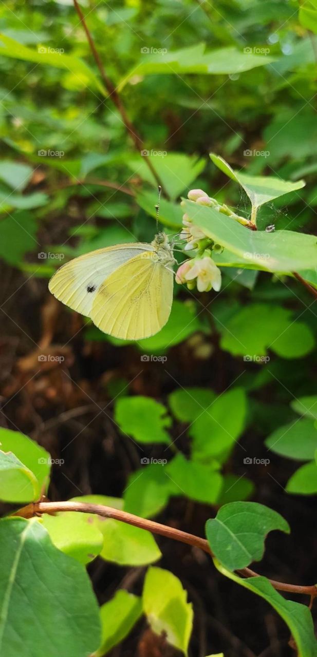 Upload photo on the week