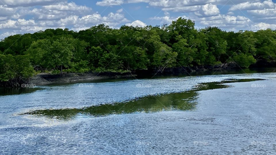 Trees reflecting on water river 