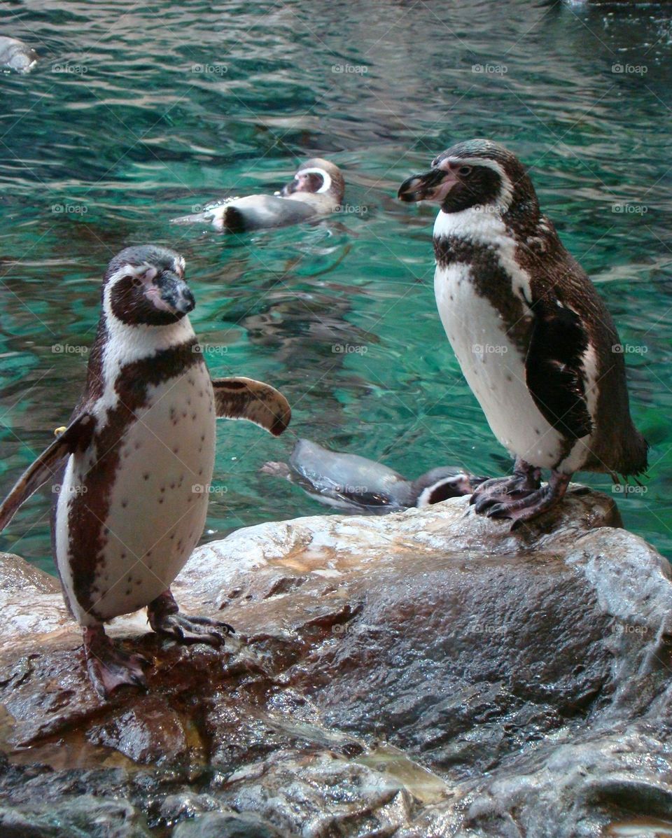 Animal world. Penguins 🐧🐧🐧
