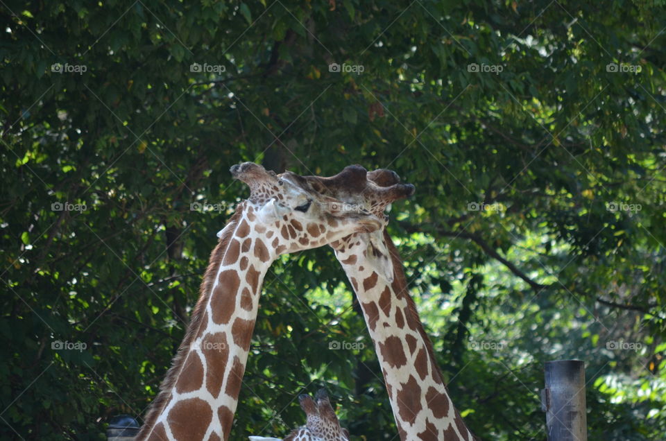 Two giraffes giving each other hugs and kisses at the Memphis Zoo!