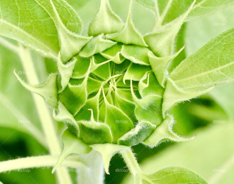 Sunflower bud