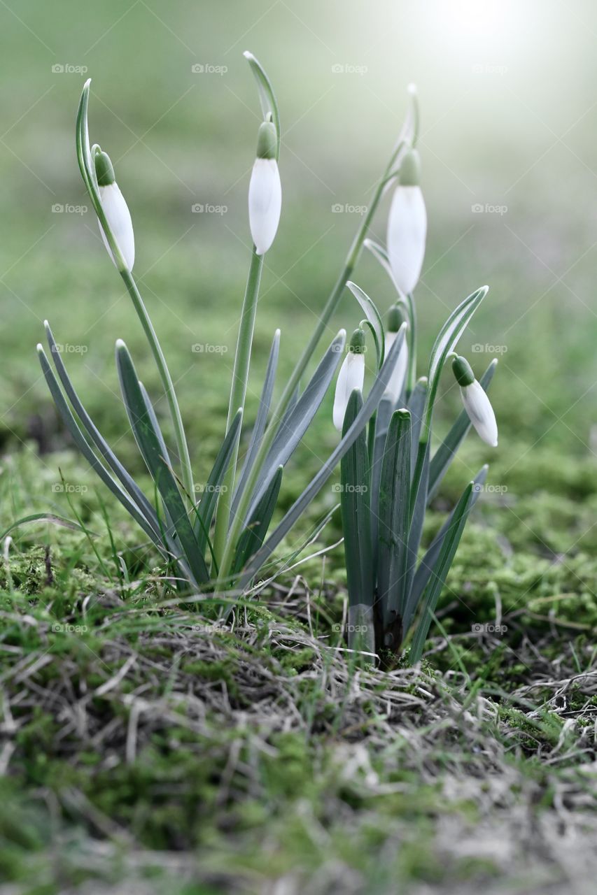 Closeup of early spring flowers, snowdrops