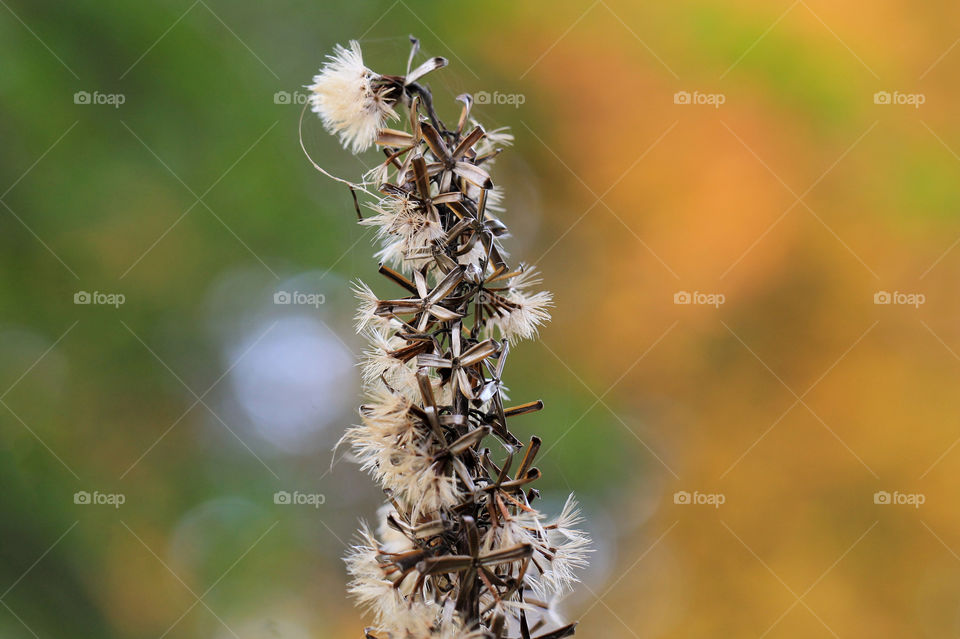 Macro of a seed-head of a brown mature flowering plant against a blurred green, blue & orange background. Some seeds have dispersed & some dried seeds with their tufts of fluff are ready to disperse in the next wind gust. 