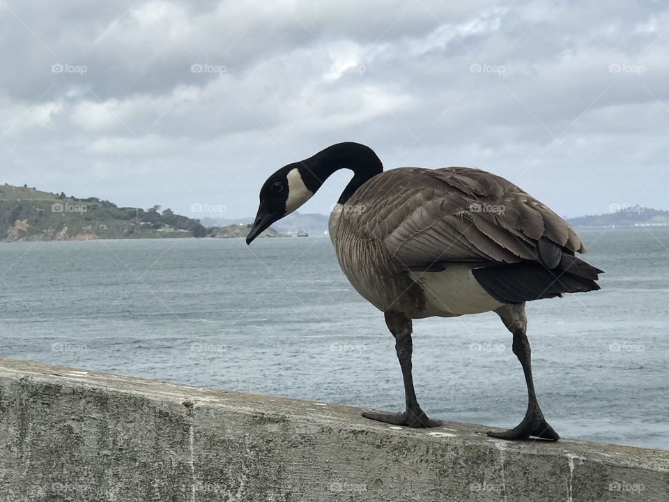 Duck at Alcatraz Island in San Francisco - it was a beautiful day out there and this fellow was not shy at all as quite a few passers by stood near him to take a photo. He was less than a foot away from me. #NoFilters