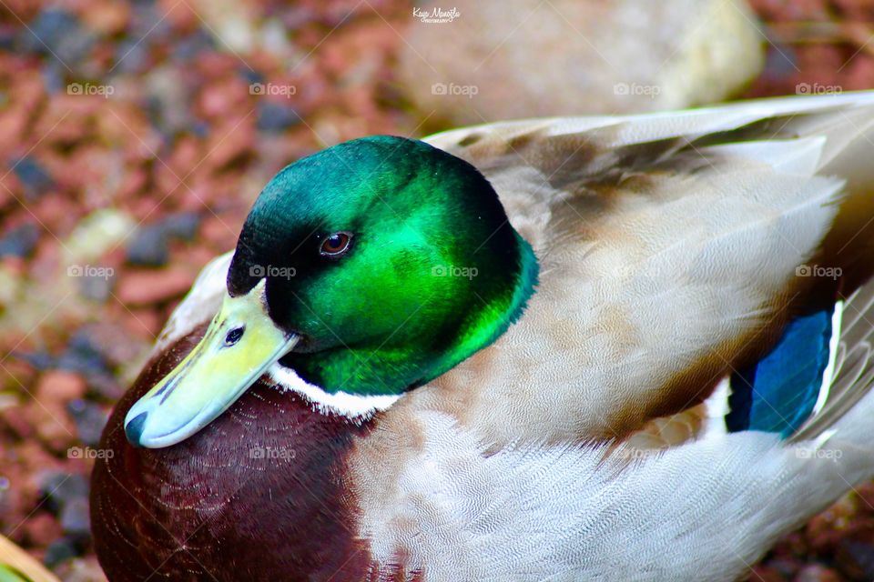 The Mallard Drake