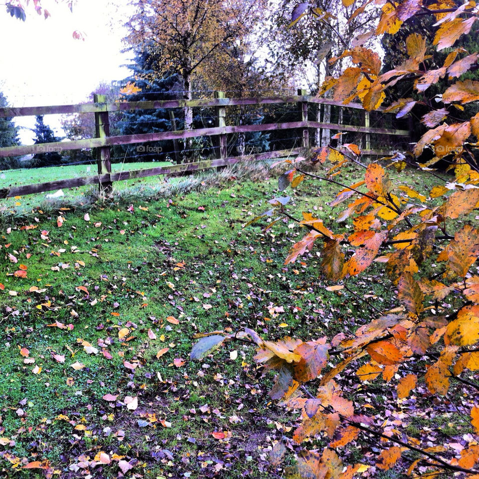 fence trees worcester autumnday by mark.rudd.148