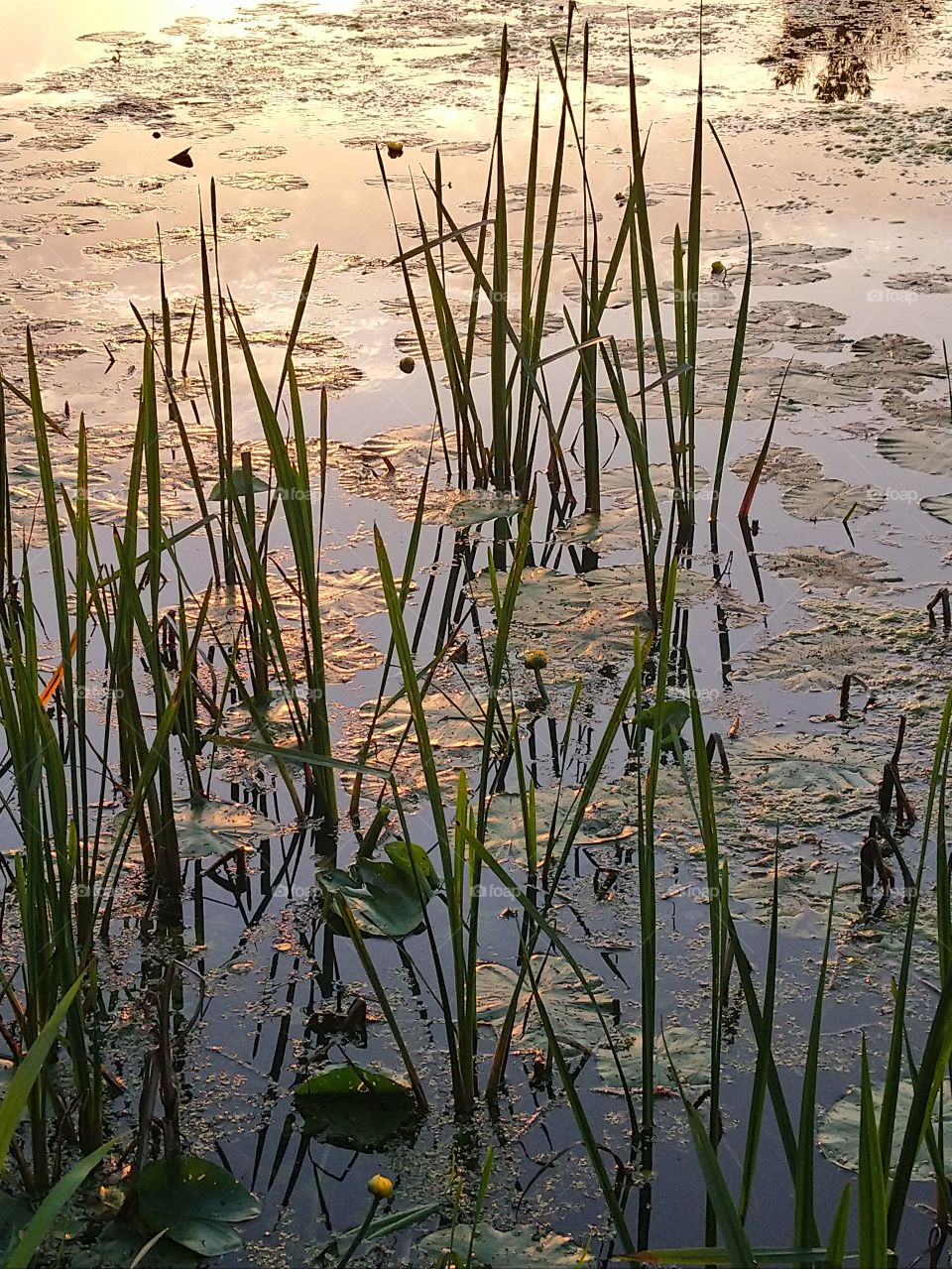Evening at a riverpool