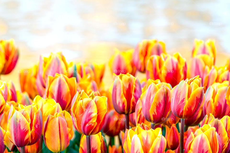 Field of tulip flowers