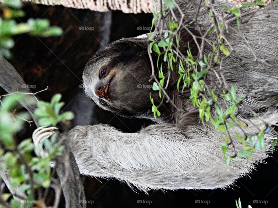 Smiling Sloth