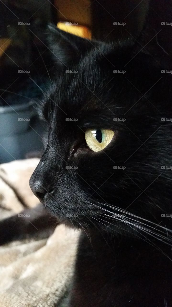 Side close up of my Minon. He is always following me around, cuddles with only me, and yells at me when I am gone all day. He is my lucky black cat and the most possesive cat I have ever owned.