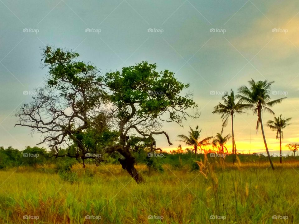 Tree in grass