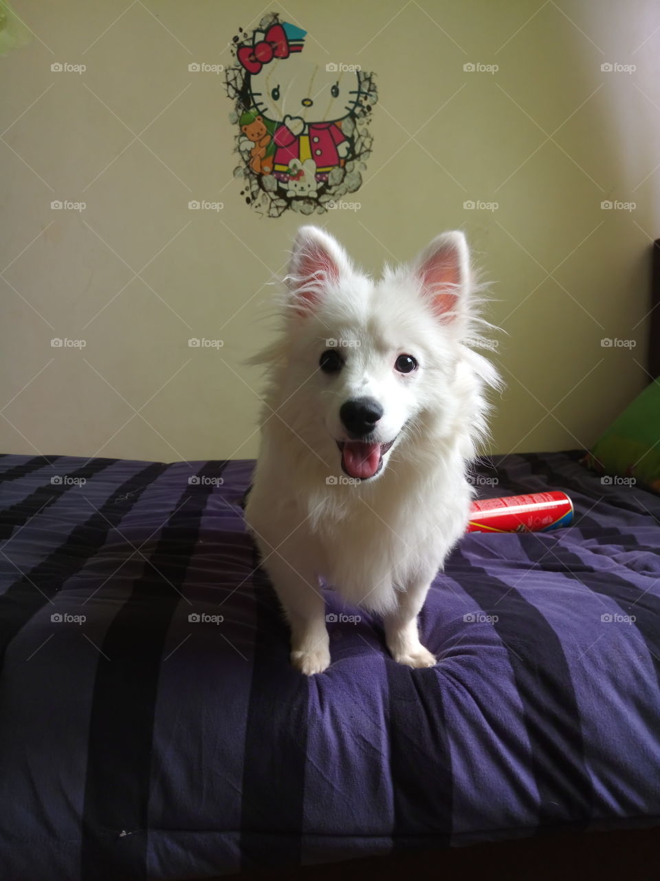 still standing strong (my dog)