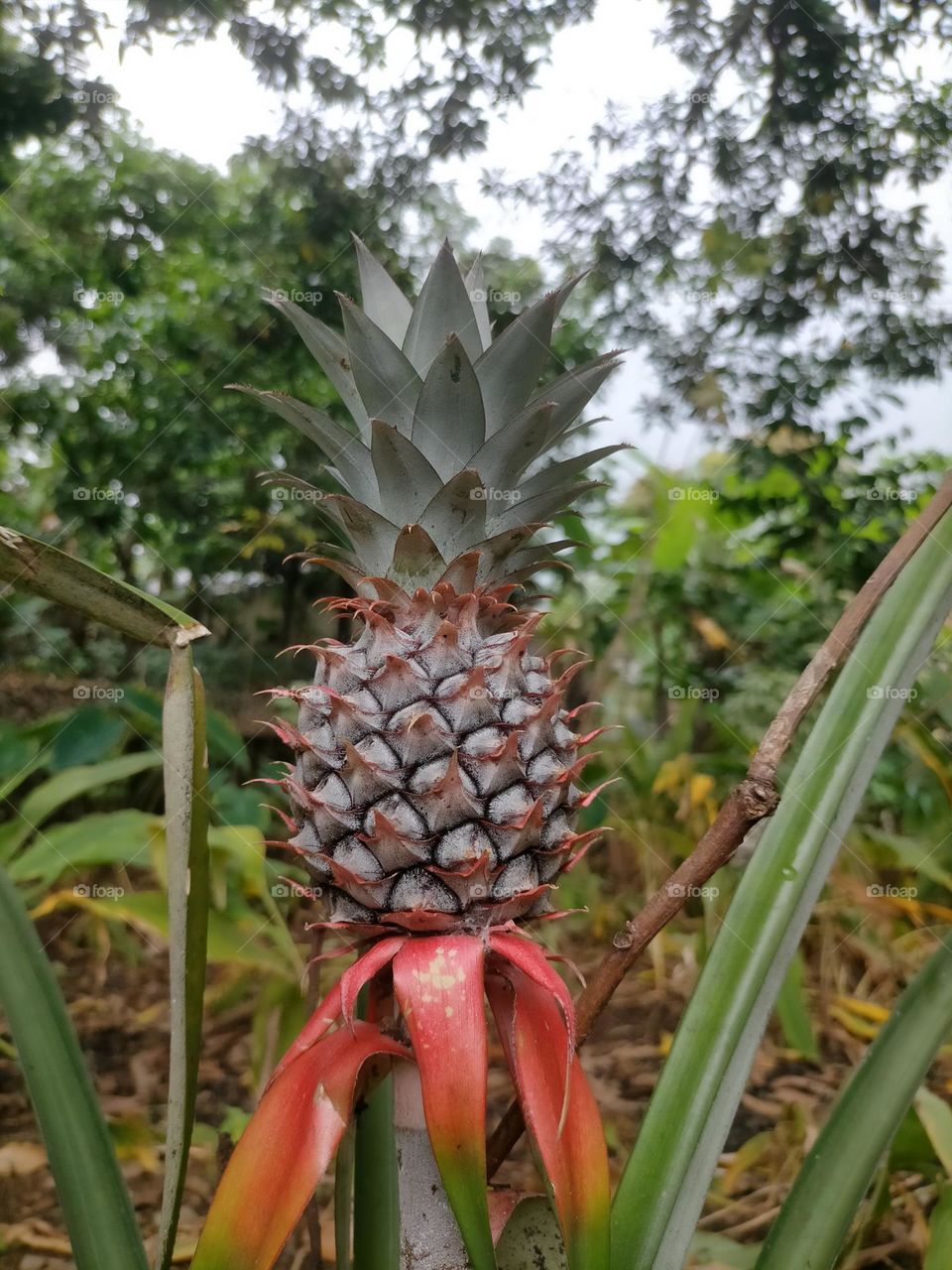 pineapple