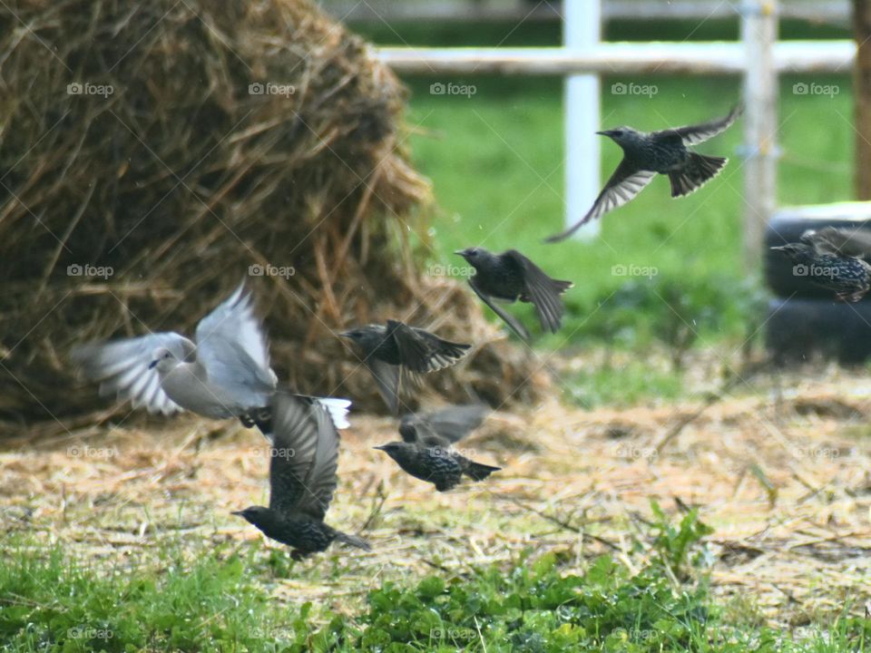 flying birds