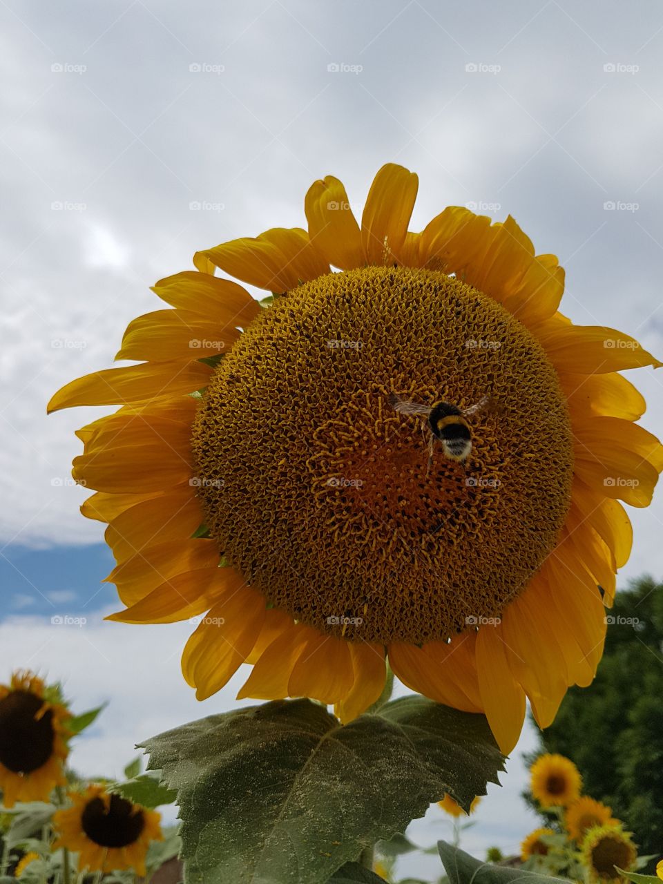 Bee in flight towards a sunflower in a flowered field in summer