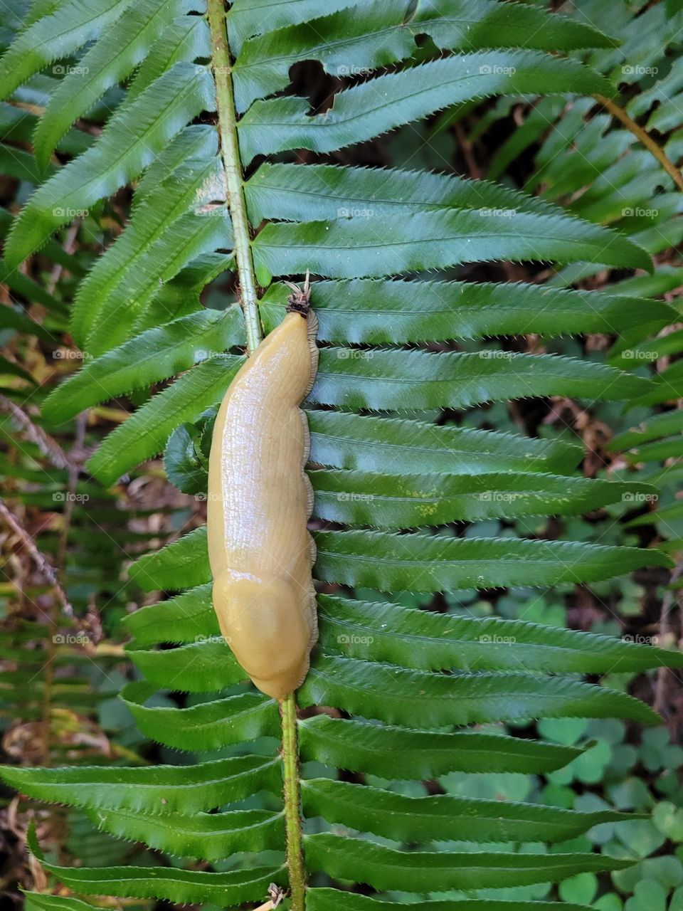 banana slug!