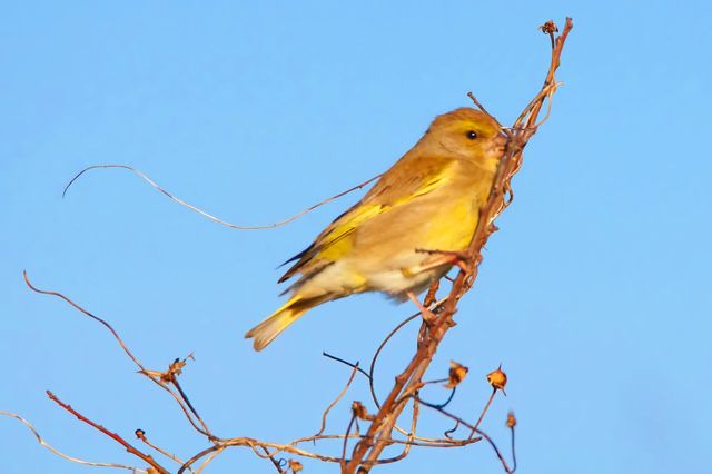 Close up on an European Greenfinch on the top of a branch in the gardens of Suscinio's castle under a blue sky