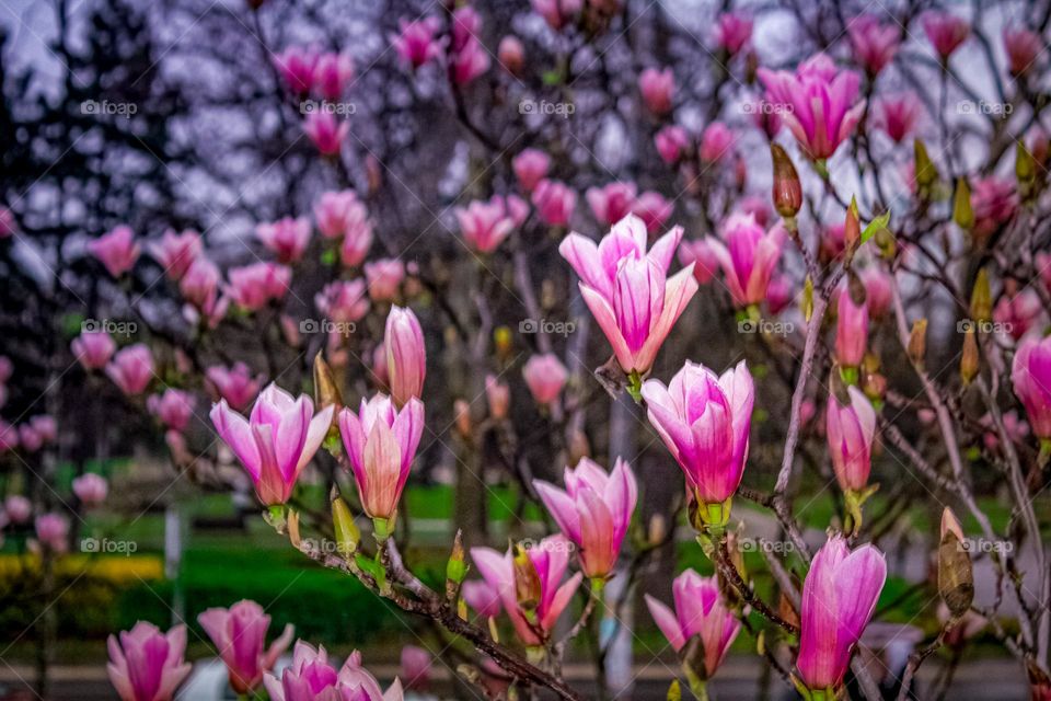 Magnolia floweres