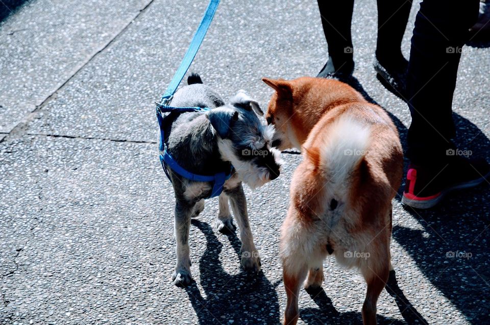 Dogs making friends 
