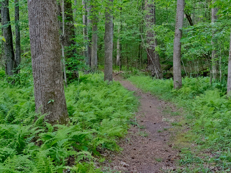 Path through fern forest