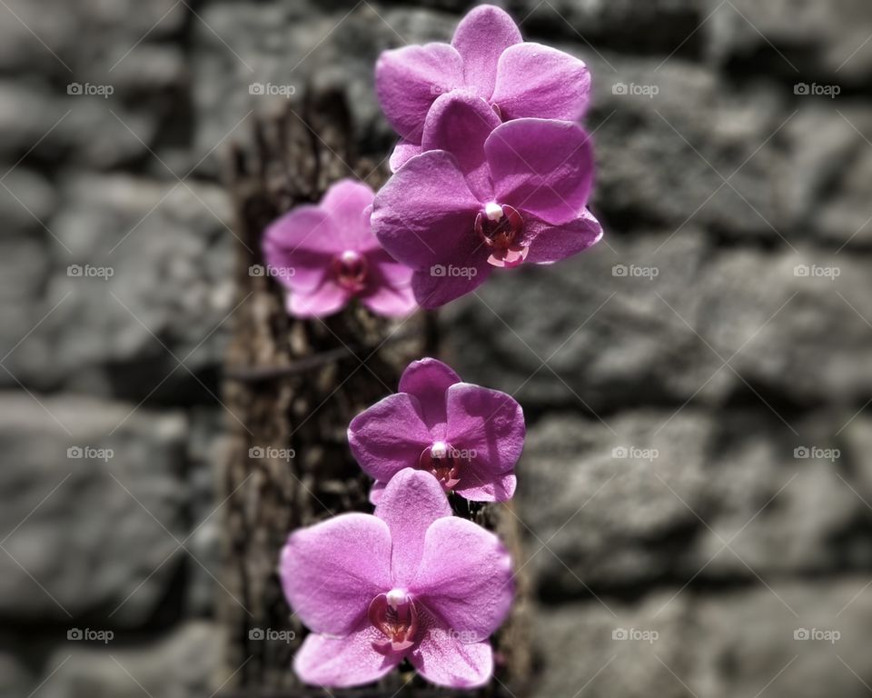 Orquídea orchid