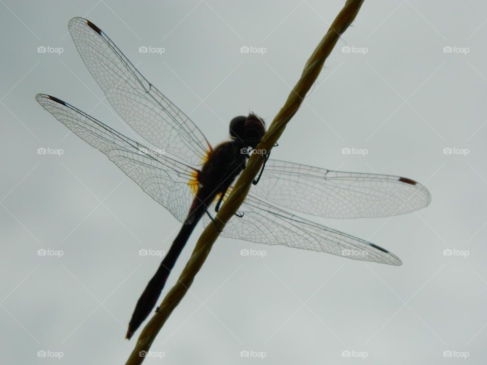 beautiful dragonfly sits on a rope against a gray sky