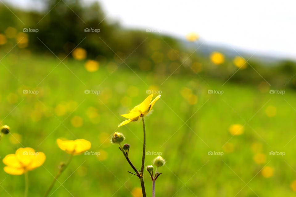 Close-up of yellow flowers