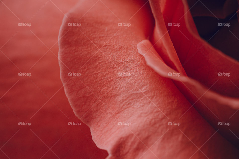 pink rose petals macro shot