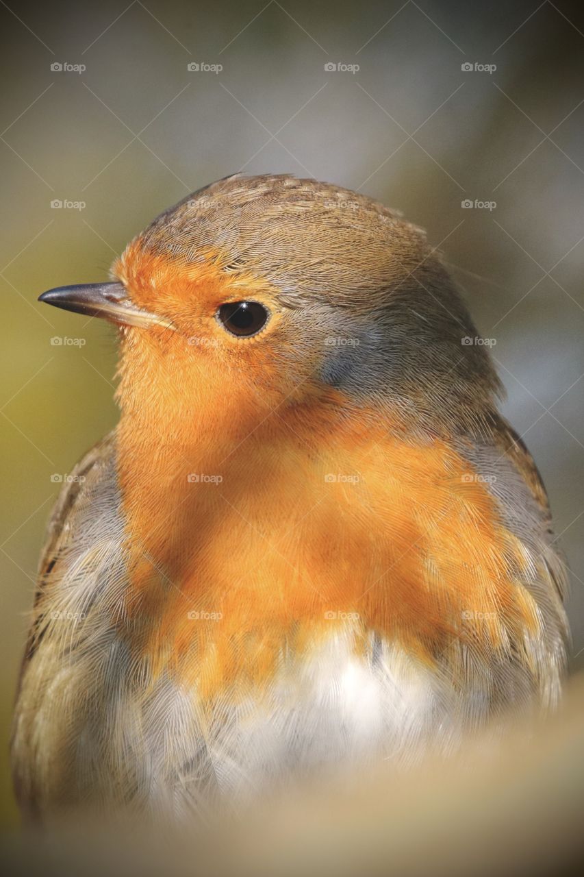 Robin profile picture ;) 