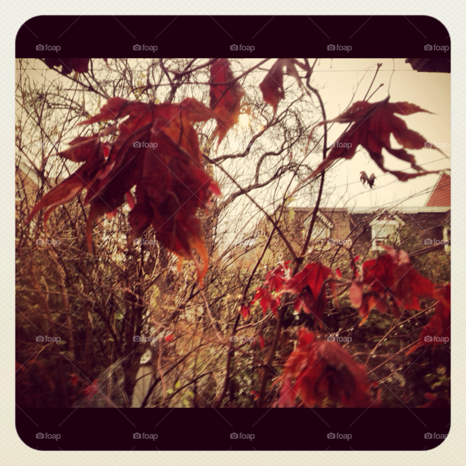 spring canada leafs maple by byg