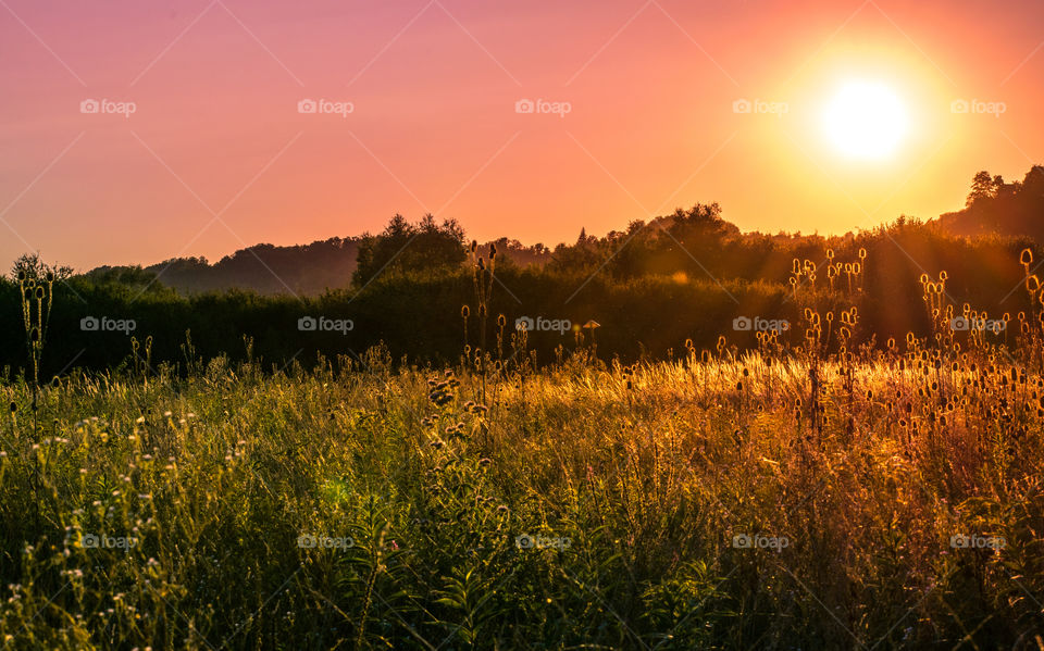 Field sunset