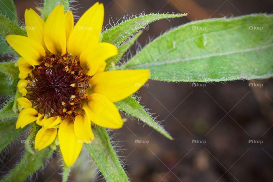 Newly blossomed sunflower closeup with copy space 