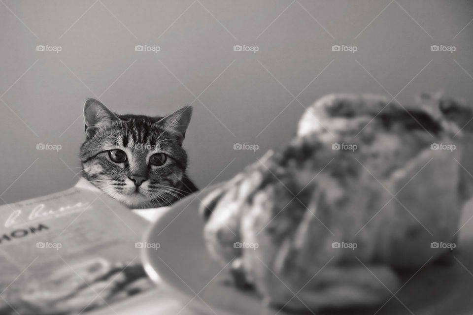 Cute photo cat with chicken