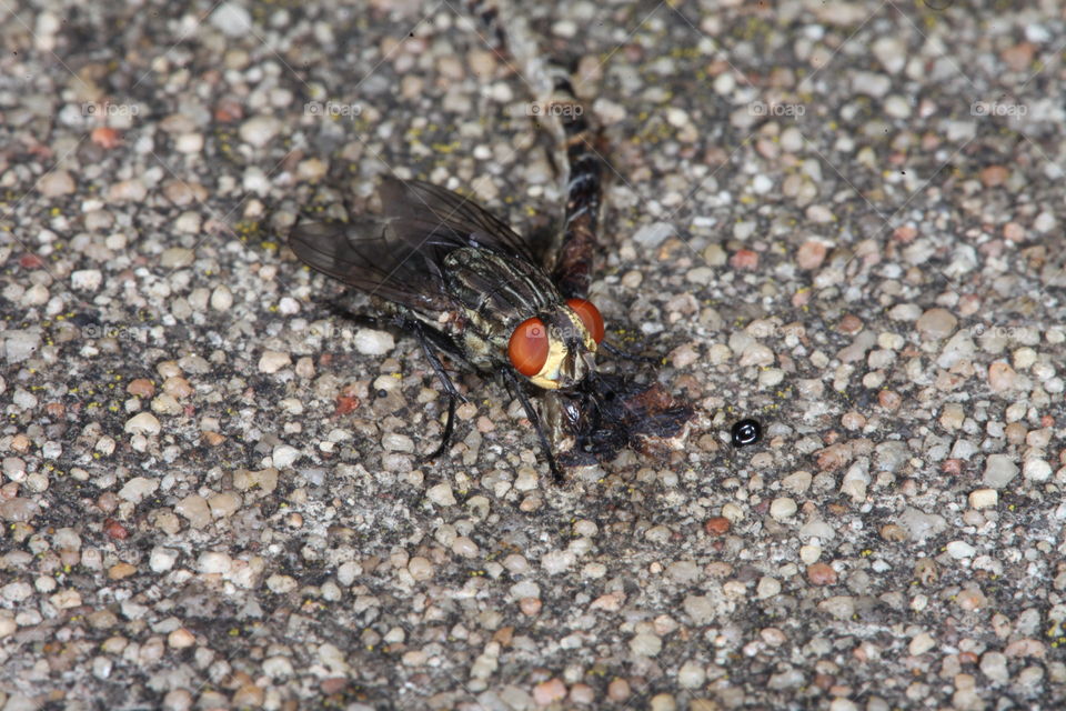 Macro shot of fly. This is a macro photograph of a fly.