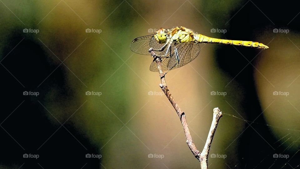 Libélula 
Dragón Fly