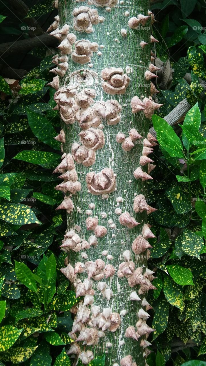 texture thorns tree trunk bougainvillea tree massive tree Tropical exotic jungle plants