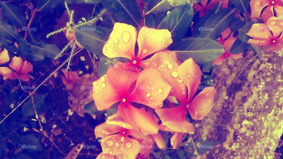 Flower with rain water drops