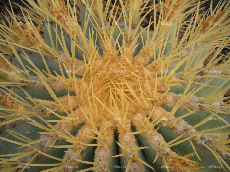 Cactus close up