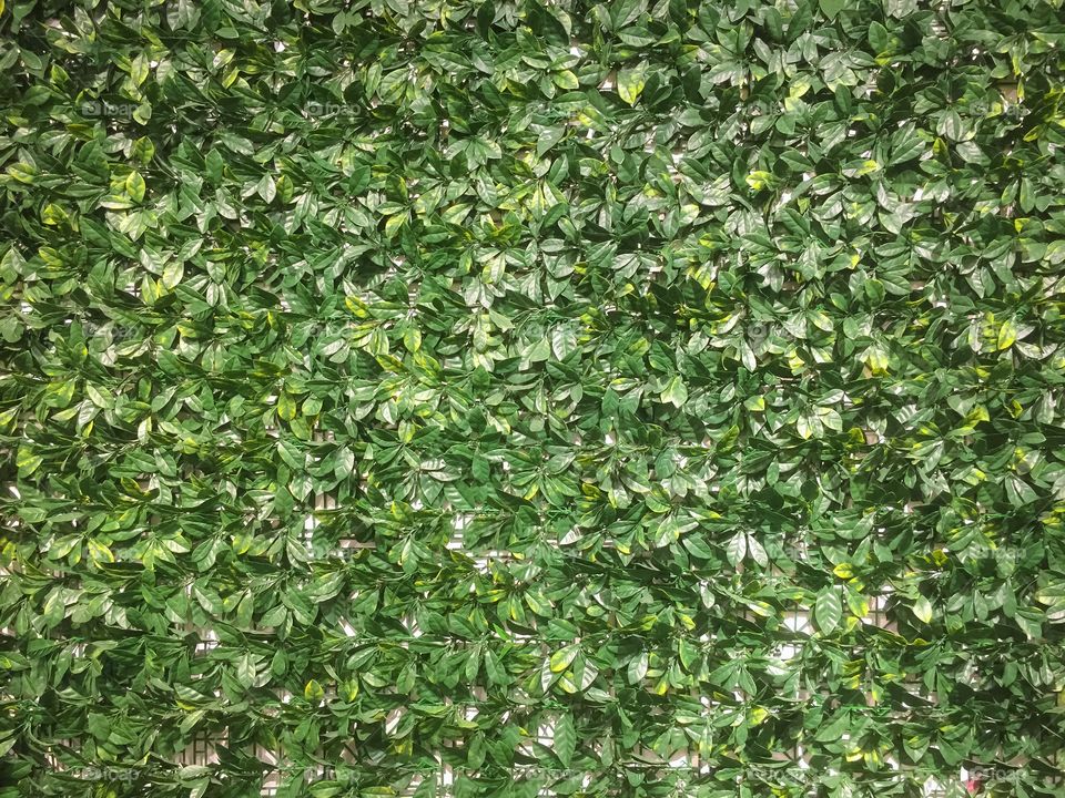 Green leaves as a wall