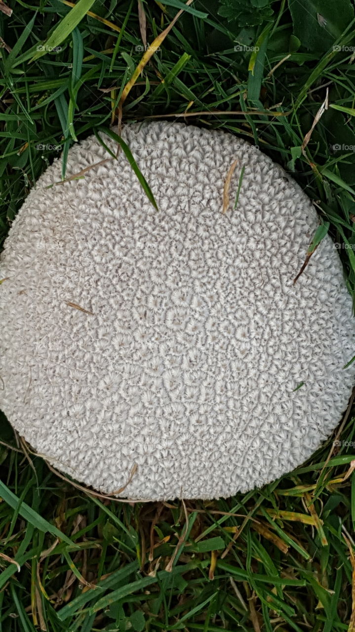 fungi