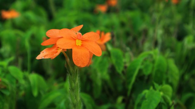 portrait of a flowers